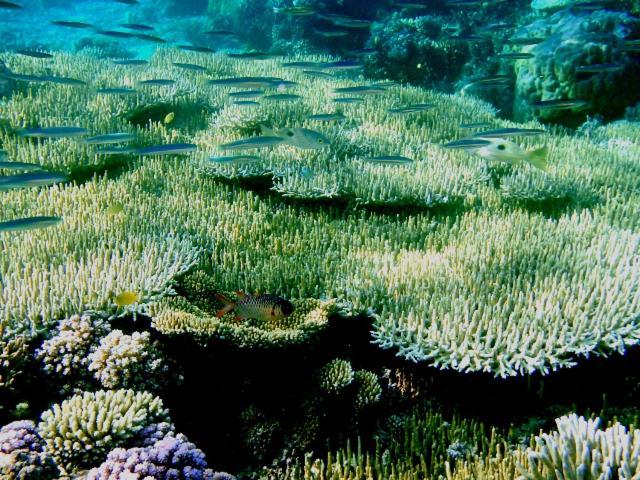 Bolilanga Island Resort - Togean Island Angkayo Ngoại thất bức ảnh