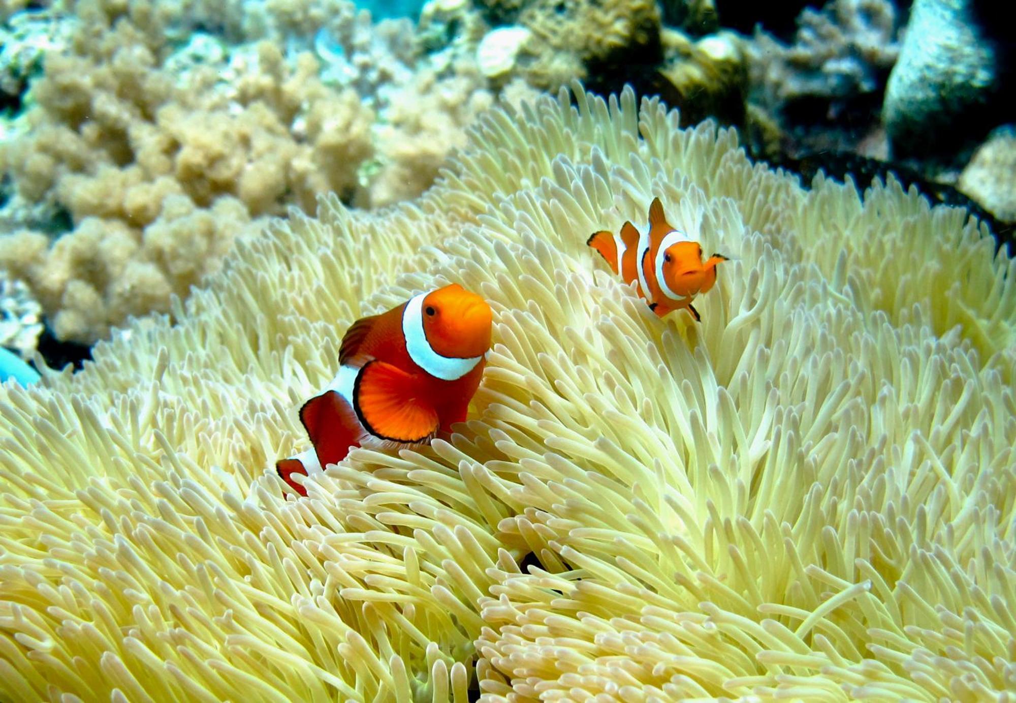 Bolilanga Island Resort - Togean Island Angkayo Ngoại thất bức ảnh